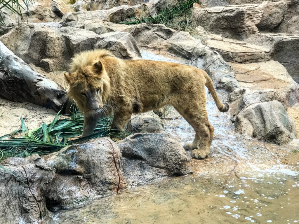 loro parque