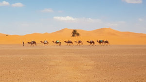 sahara marrakech